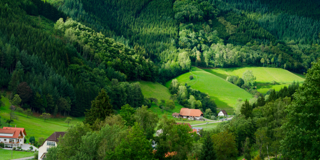 Black Forest Greenery